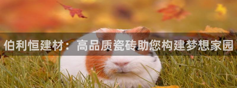 杏鑫招商总代