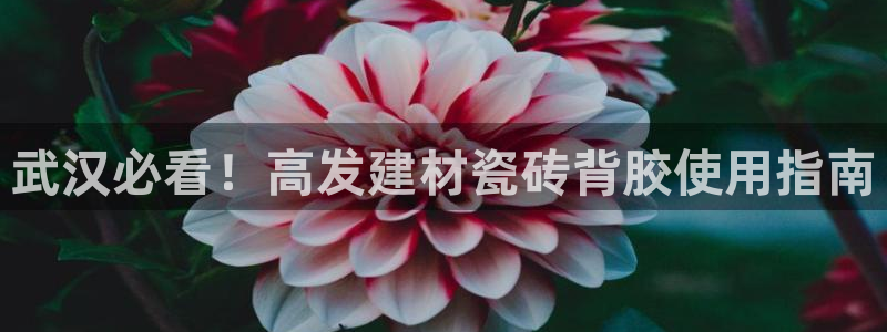 杏鑫平台招商怎么样