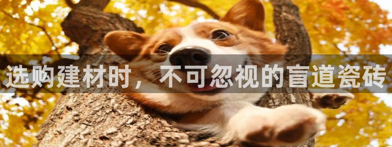 杏鑫官网最新信息