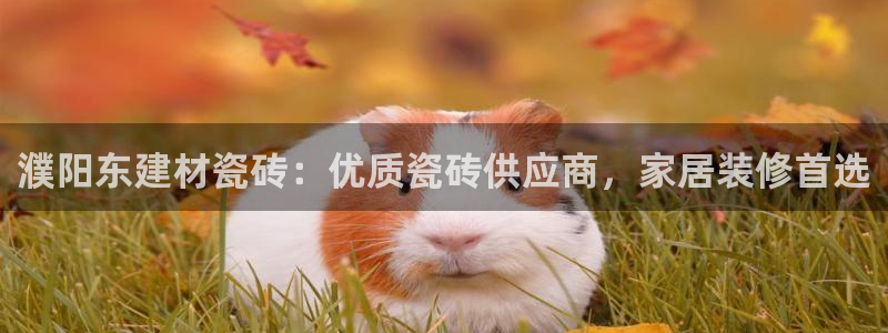 杏鑫平台招商